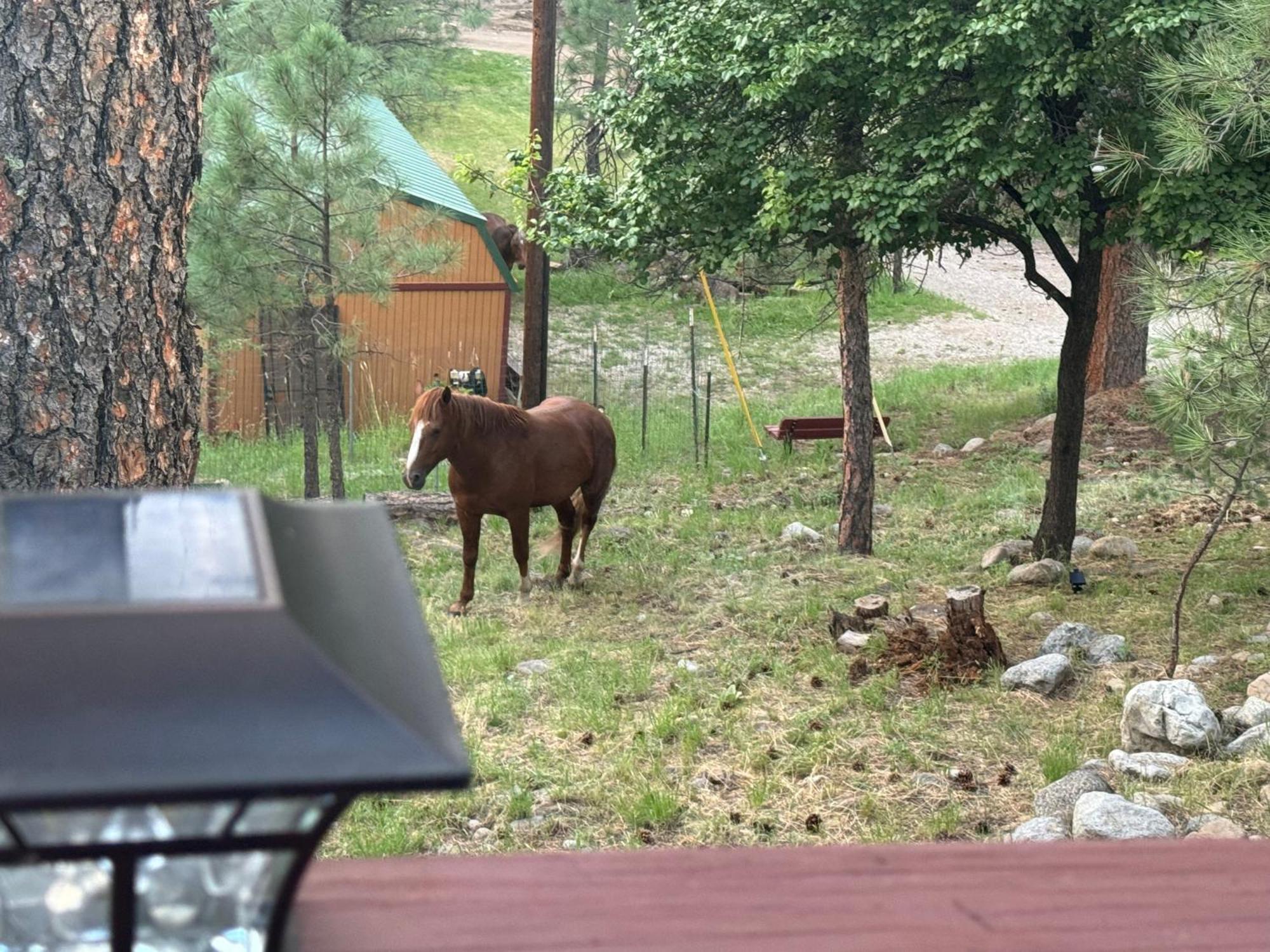 Gonzales Cozy Little Bear Cabin Ruidoso Esterno foto