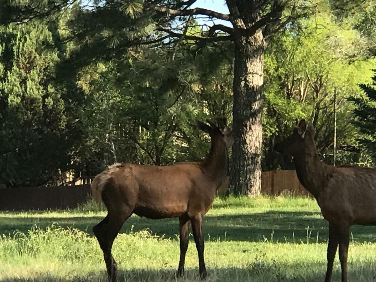 Gonzales Cozy Little Bear Cabin Ruidoso Esterno foto